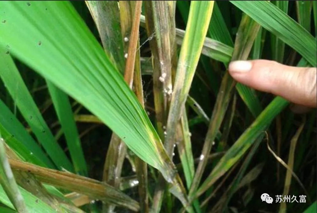 不同地区水稻病虫害防治重点