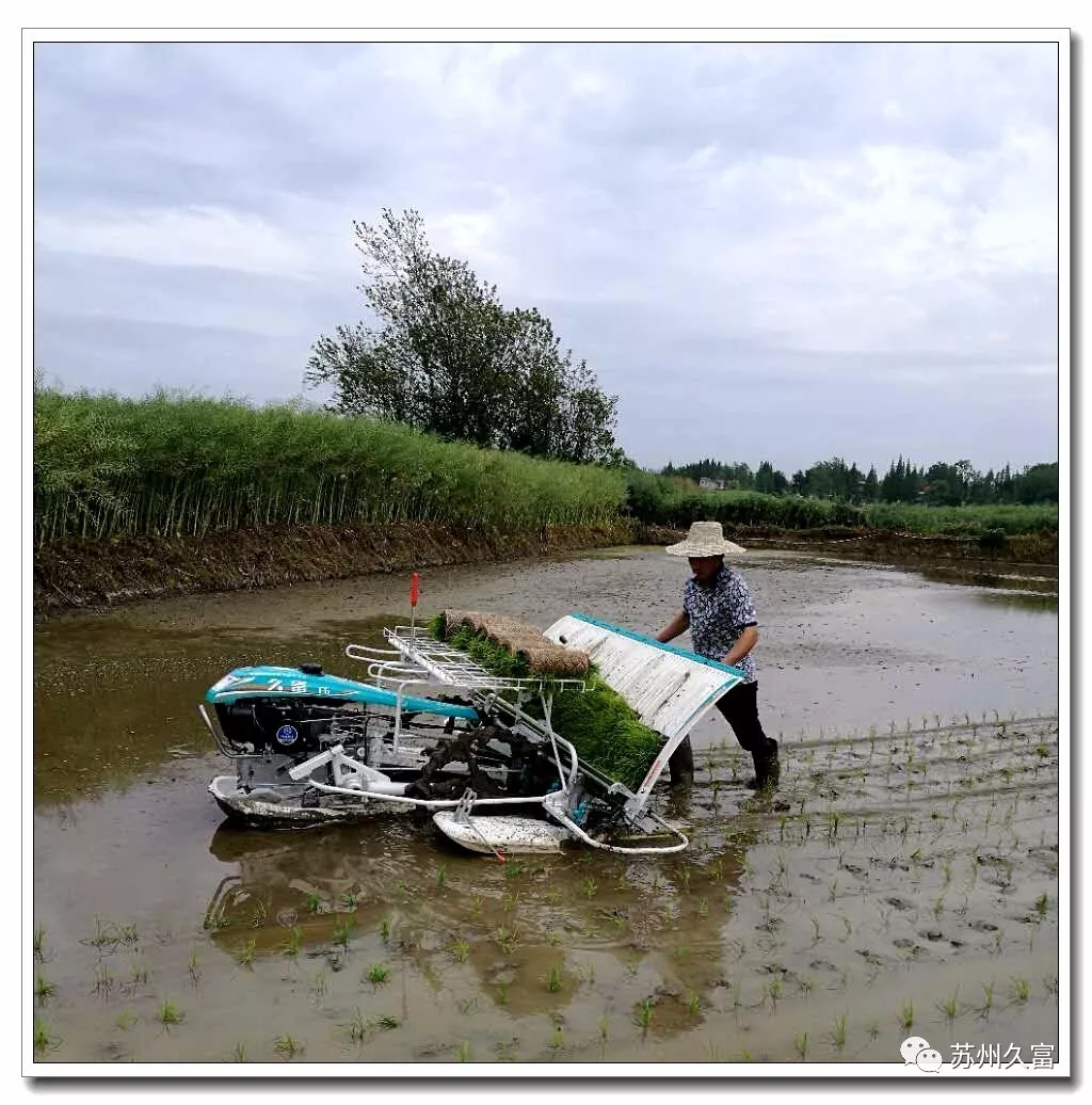 钵体插秧,插秧取苗准确,不伤