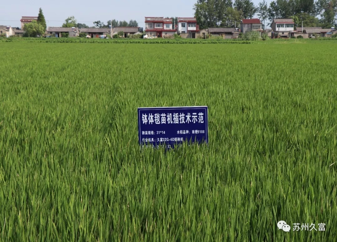 一线报道:水稻种植机械化新技术项目试验田长势喜人